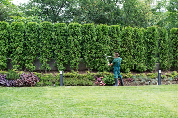 Best Lawn Maintenance Plans  in West Jefferson, OH